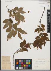 Foto von Salix silesiaca Willd.